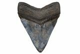 Fossil Megalodon Tooth - South Carolina #357372-2